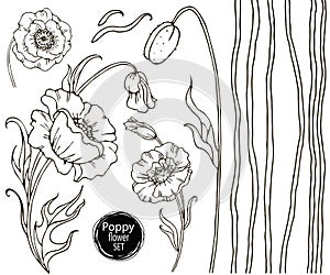 Poppy flower vector drawing set. Isolated wild plant and leaves.