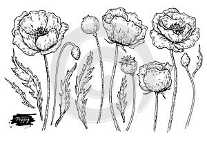 Poppy flower vector drawing set. Isolated wild plant and leaves.