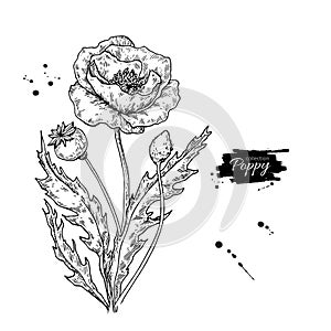 Poppy flower vector drawing set. Isolated wild plant and leaves.