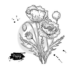 Poppy flower vector drawing set. Isolated wild plant and leaves.