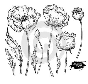 Poppy flower vector drawing set. Isolated wild plant and leaves.