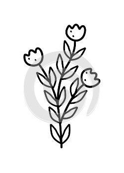 Poppy flower, vector illustration of a field poppy branch with leaves and flowers, doodle style.