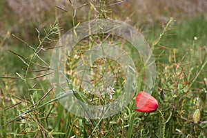 Poppy flower in the vegetation