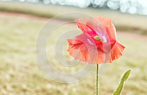 Poppy flower beside water