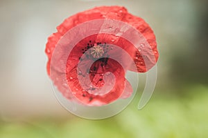 Poppy flower with water droplets