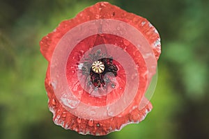 Poppy flower with water droplets