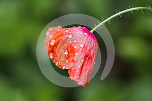 Poppy flower with water droplets side view