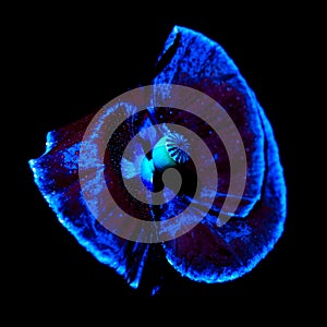 Poppy flower with water drops under ultraviolet light on a dark background. UV, fluorescent
