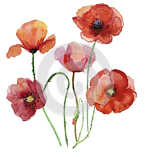 Poppy flowers, watercolour illustration. photo