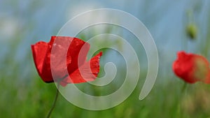 Poppy flower waving on wind in field, right pan