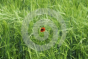 Poppy flower in the  wheat field