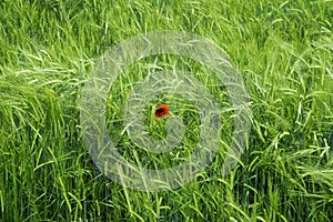 Poppy flower in the  wheat field