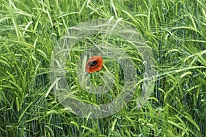 Poppy flower in the  wheat field