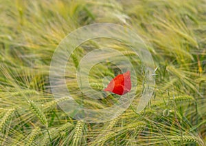  Poppy Flower in Wheat Field