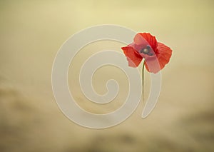 Poppy flower in wheat field