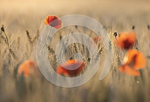 Poppy flower in wheat field
