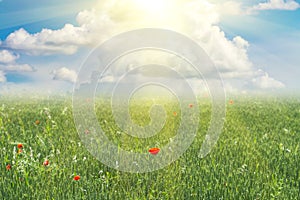 Poppy flower in wheat field