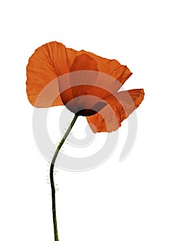 poppy flower on white