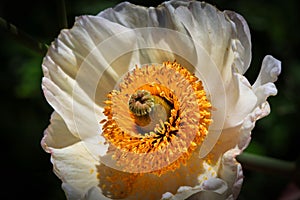 Poppy flower white matilija