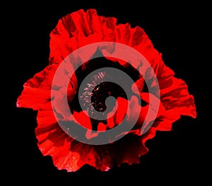 A poppy is a flowering plant in the subfamily Papaveroideae of the family Papaveraceae.