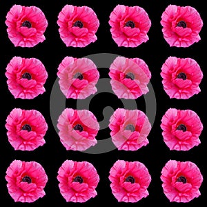 A poppy is a flowering plant in the subfamily Papaveroideae of the family Papaveraceae.