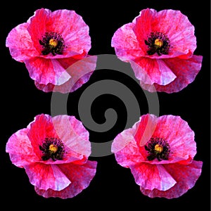 A poppy is a flowering plant in the subfamily Papaveroideae of the family Papaveraceae