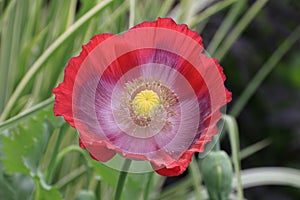 Pink single poppy in Tintinhull gardens