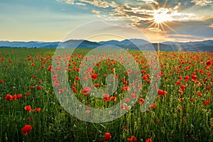 Poppy Field in Transylvania, Romania