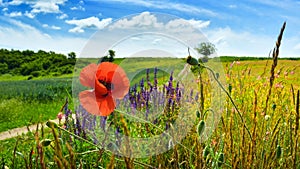 Poppy Field in Transylvania, Romania