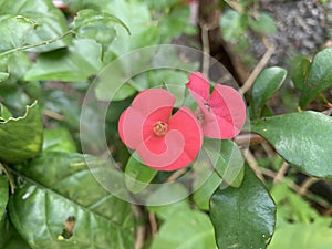 Small red beautiful flower poppy Flower