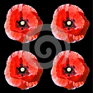 A poppy is a flowering plant in the subfamily Papaveroideae of the family Papaveraceae.