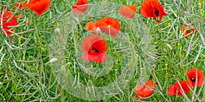 Poppy flowering in summer field. Redorange poppies flower - Papaver rhoeas - in summer meadow