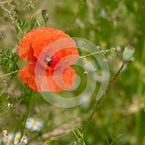 Poppy flowering in summer field. Redorange poppy flower - Papaver rhoeas - in summer meadow