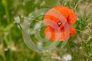 Poppy flowering in summer field. Redorange poppy flower - Papaver rhoeas - in summer meadow