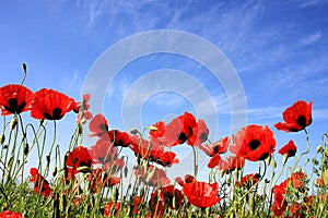 Poppy flowers