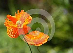 Poppy Flowers