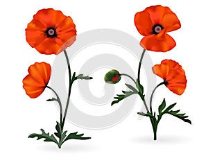 Poppy flowers