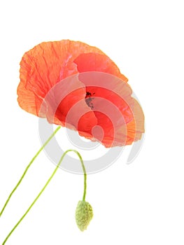 Poppy flowers