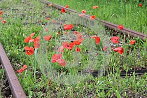 Poppy flowers