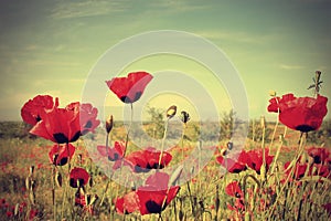 Poppy flowers