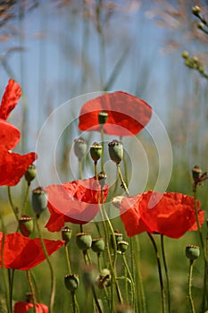 Poppy Flowers