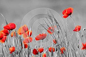 Poppy flowers