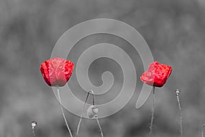 Poppy flowers with abstract black and white background