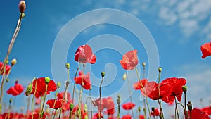 Poppy flowers against a blue sky background, slow motion 4k
