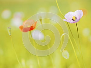 Poppy flowers