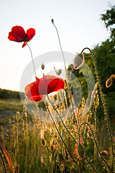 Poppy flowers blooming