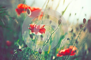 Poppy flowers blooming on the field