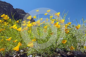 Poppy flowers blossoming in spring in desert at Picacho Peak State Park north of Tucson, AZ