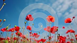 Poppy flowers on a blue sky background, slow motion, summer time