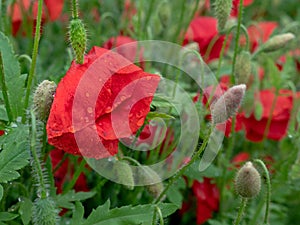 Poppy flowers in a city, urban nature concept